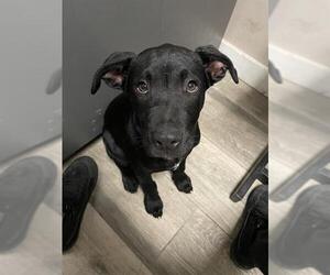 Labrador Retriever Dogs for adoption in Redlands, CA, USA
