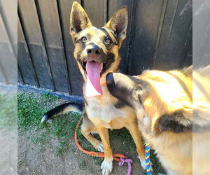 German Shepherd Dog Dogs for adoption in Long Beach, CA, USA