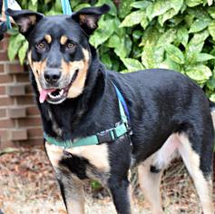 Shepweiller Dogs for adoption in Memphis, TN, USA