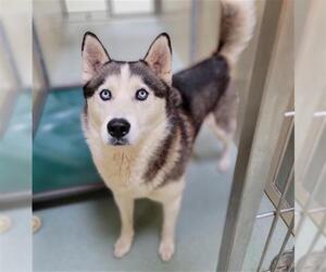 Siberian Husky Dogs for adoption in Placerville, CA, USA