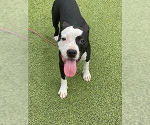 American Pit Bull Terrier-Unknown Mix Dogs for adoption in Fayetteville, NC, USA