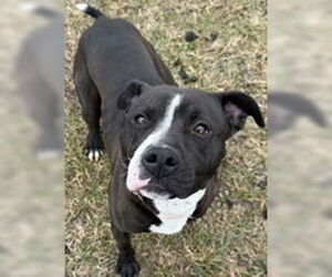 American Pit Bull Terrier-Unknown Mix Dogs for adoption in Evansville, IN, USA