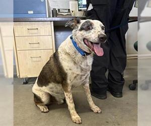 Mutt Dogs for adoption in Camarillo, CA, USA