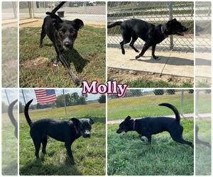 Mutt Dogs for adoption in Pierceton , IN, USA
