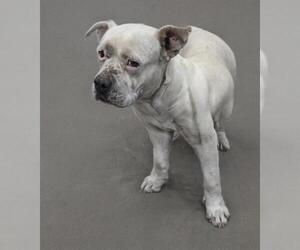 American Pit Bull Terrier-Unknown Mix Dogs for adoption in HESPERIA, CA, USA