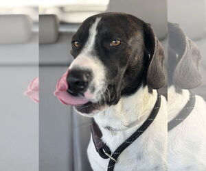 Labrador Retriever Dogs for adoption in Menifee, CA, USA