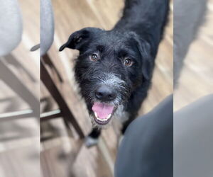 Poodle (Standard)-Unknown Mix Dogs for adoption in Princeton, MN, USA