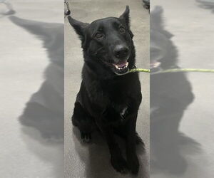 Labsky Dogs for adoption in Forestville, MD, USA