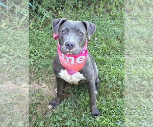 American Pit Bull Terrier-Unknown Mix Dogs for adoption in Spring Lake, NJ, USA