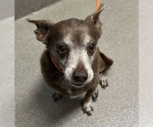 Chihuahua-Unknown Mix Dogs for adoption in Las Vegas, NV, USA