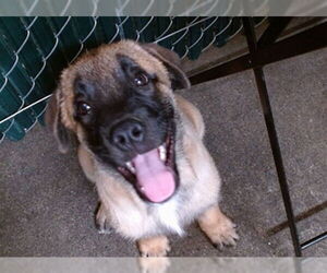 Mutt Dogs for adoption in Downey, CA, USA