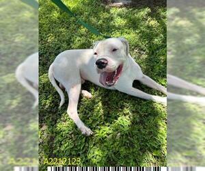 Dogo Argentino Dogs for adoption in West Palm Beach, FL, USA