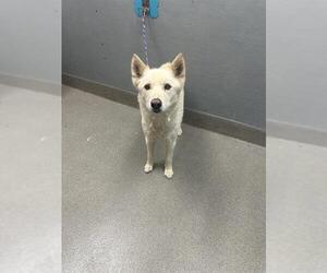 German Shepherd Dog-Siberian Husky Mix Dogs for adoption in Las Vegas, NV, USA