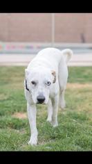 Medium Photo #1 Sheprador Puppy For Sale in Cottonwood, AZ, USA