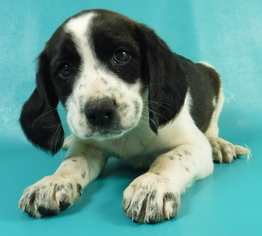 Beaglier Dogs for adoption in Morton Grove, IL, USA