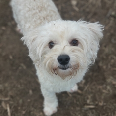 Maltipoo Dogs for adoption in Towson, MD, USA