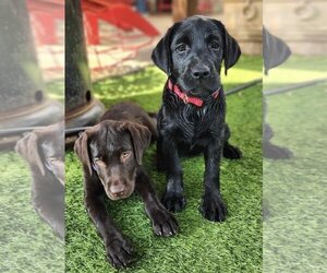Labrador Retriever Dogs for adoption in Denton, TX, USA