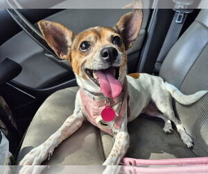 Rat Terrier Dogs for adoption in Atlanta, GA, USA