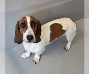 Basset Hound Dogs for adoption in Brookville, OH, USA