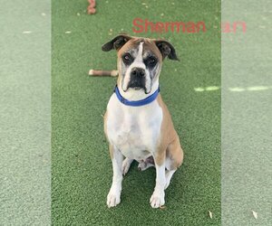 Boxer Dogs for adoption in Pipe Creek, TX, USA