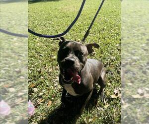 American Pit Bull Terrier-Unknown Mix Dogs for adoption in Vero Beach, FL, USA