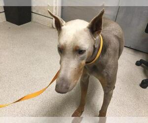 Doberman Pinscher Dogs for adoption in Riverside, CA, USA