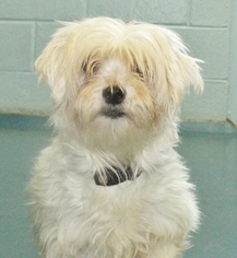 Maltese Dogs for adoption in Waynesboro, PA, USA