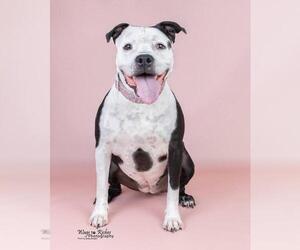 Bullypit Dogs for adoption in Tuscaloosa, AL, USA