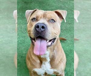 American Pit Bull Terrier Dogs for adoption in Fort Walton Beach, FL, USA