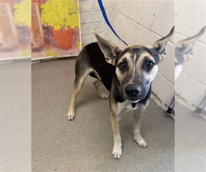 Gerberian Shepsky Dogs for adoption in San Bernardino, CA, USA