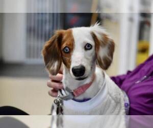 Dachshund Dogs for adoption in Mundelein, IL, USA