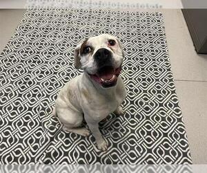 Boxer Dogs for adoption in Corona, CA, USA