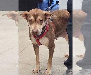 Mutt Dogs for adoption in Fairfax, VA, USA