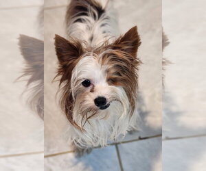 Mutt Dogs for adoption in Walnutport, PA, USA