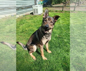 German Shepherd Dog Dogs for adoption in Seattle, WA, USA