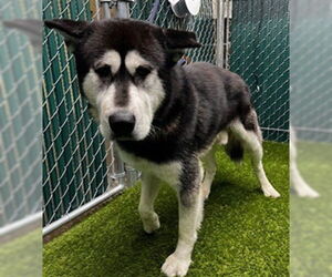 Alaskan Malamute Dogs for adoption in Downey, CA, USA