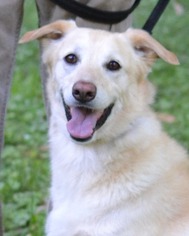 Medium Photo #1 Golden Labrador Puppy For Sale in Germanton, TN, USA