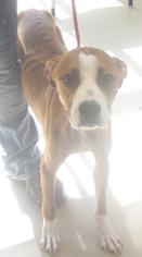Boxer-Unknown Mix Dogs for adoption in Johnson City, TN, USA