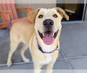 Labrador Retriever Dogs for adoption in Denver, CO, USA