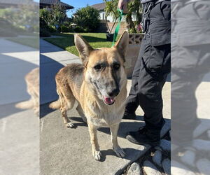 German Shepherd Dog Dogs for adoption in Rancho Cucamonga, CA, USA