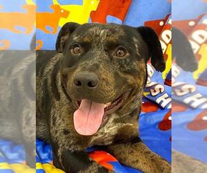 Catahoula Leopard Dog-Unknown Mix Dogs for adoption in Lake Forest, CA, USA