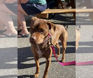 Dachshund-Labrador Retriever Mix Dogs for adoption in Woodbury, NY, USA