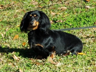 Dachshund Dogs for adoption in Social Circle, GA, USA