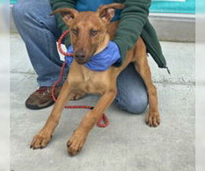 Doberman Pinscher Dogs for adoption in Salinas, CA, USA