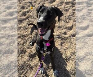 Great Dane-Unknown Mix Dogs for adoption in Fort Collins, CO, USA