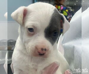 Labrador Retriever-Unknown Mix Dogs for adoption in Washington, DC, USA
