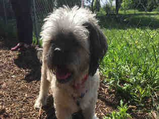 Lhasa Apso Dogs for adoption in Urbana, IL, USA