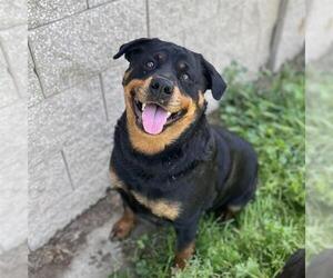 Rottweiler Dogs for adoption in Modesto, CA, USA