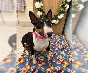 Miniature Bull Terrier Dogs for adoption in Brighton, CO, USA