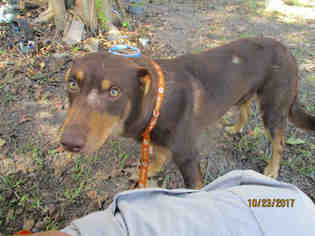 Doberman Pinscher Dogs for adoption in Conroe, TX, USA